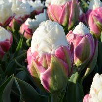 Tulip Ice Cream