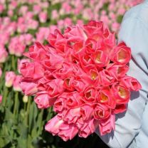 Pink tulip Dynasty