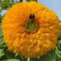 Helianthus Orange Sun