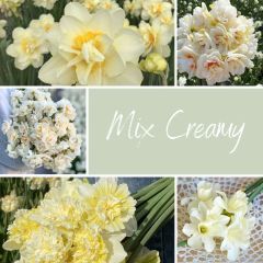 Mix Creamy