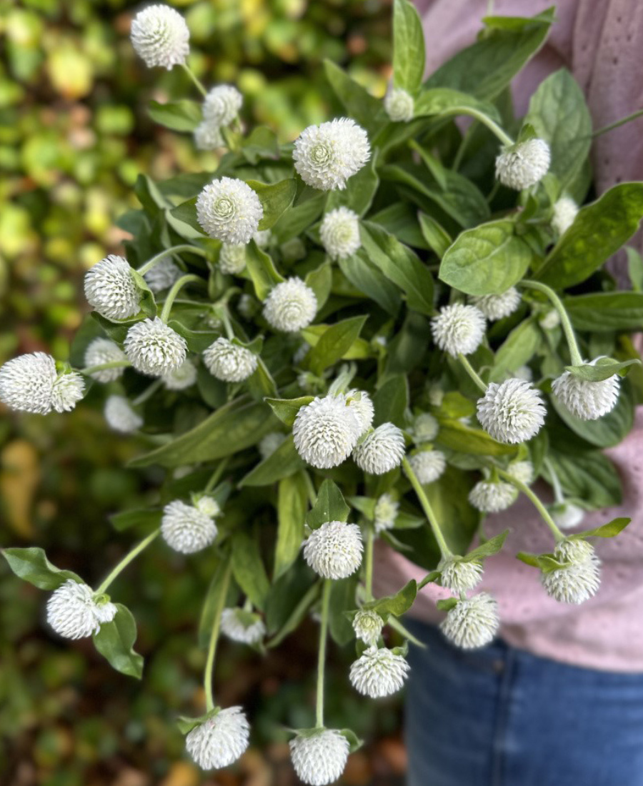 Dried Edible Flowers - Gomphrena, White