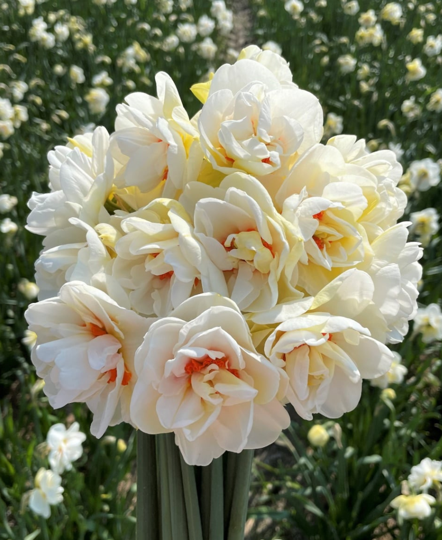 White Daffodil Plants For Sale